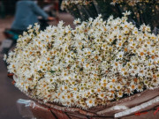 Lifestyle - Cúc họa mi "xuống phố", mọi ngóc ngách Hà Nội đều đẹp nên thơ