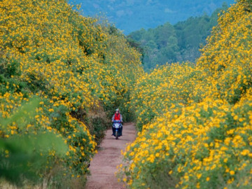 Hoa dã quỳ nở rộ, chị em rủ nhau tận hưởng mùa vàng sống ảo đẹp nhất năm