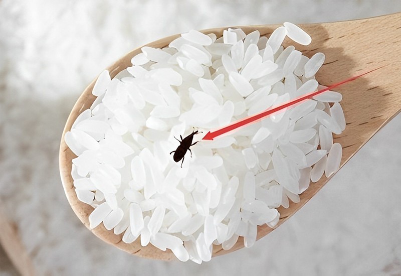 Với những loại gạo sạch, không tẩm hóa chất chống mối mọt, không tẩy trắng… thì rất dễ bị mối mọt tấn công sau khi mua về một thời gian ngắn.
