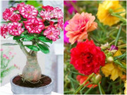 Nhà đẹp - “Người lười” nên trồng 10 loại hoa này, cả tháng không tưới nước cũng không chết, đất càng khô càng dễ nở hoa