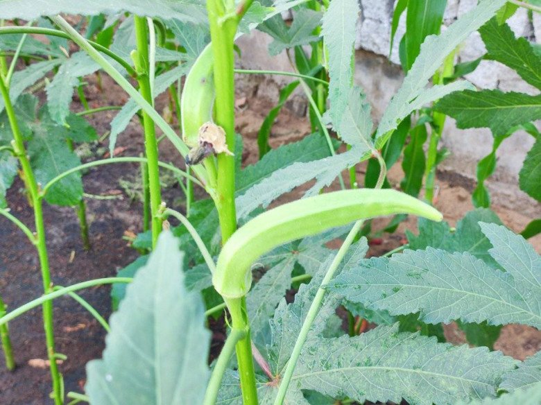 Cây đậu bắp được trồng ở nhiều nước trên thế giới. Ảnh: N.T.