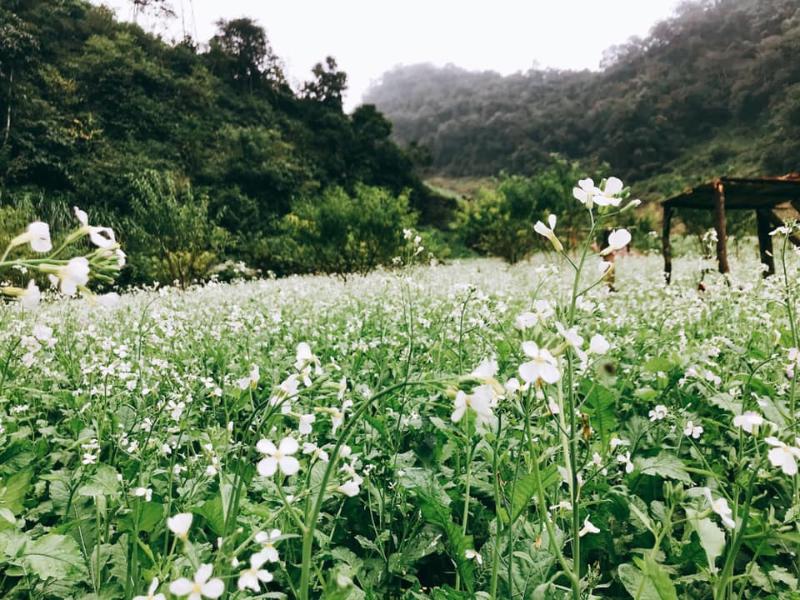 Hoa cải ở Mộc Châu bắt đầu nở vào tháng 10, nhưng nở rộ đẹp nhất sẽ rơi vào tháng 11, 12.
