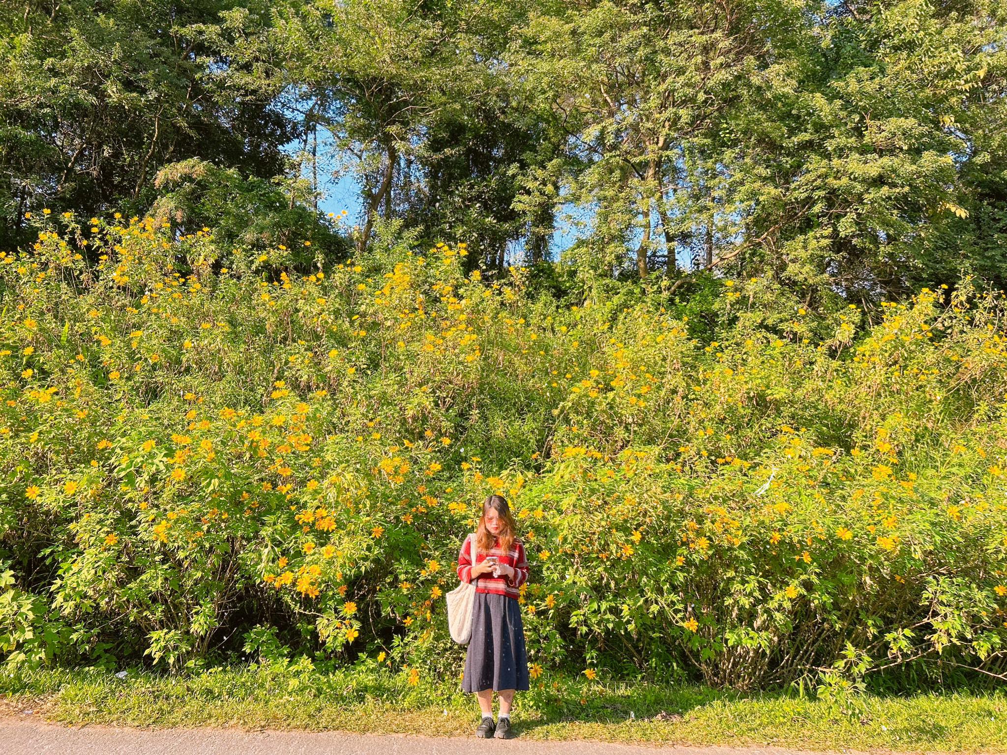 Khung cảnh tràn ngập loài hoa dã quỳ.