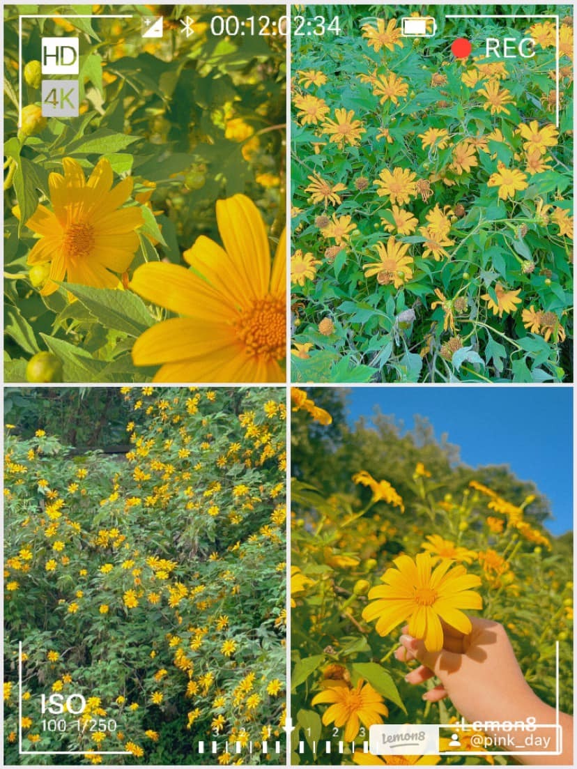 Hoa dã quỳ rực rỡ trong nắng.