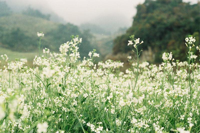 Đến Mộc Châu vào những tháng cuối năm, bạn sẽ có cơ hội chiêm ngưỡng những cánh đồng hoa cải trắng đẹp tinh khôi.
