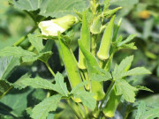 Sức khỏe - Loại rau nhiều người cố ăn để tốt cho xương khớp, bác sĩ tiết lộ chăm dùng quá coi chừng sỏi thận