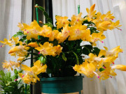 Nhà đẹp - Cây cảnh “vạn lượng vàng”, nghe tên đã thấy giàu sang phú quý, “người lười” cũng trồng được