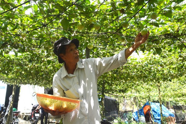 Hàng năm, ông Công thu lãi tiền tỷ từ vườn chanh leo ngọt.