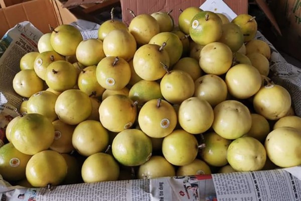 Là dân buôn lâu năm nhưng có thời điểm chị Sang cũng không nhập được giống chanh leo ngọt này.