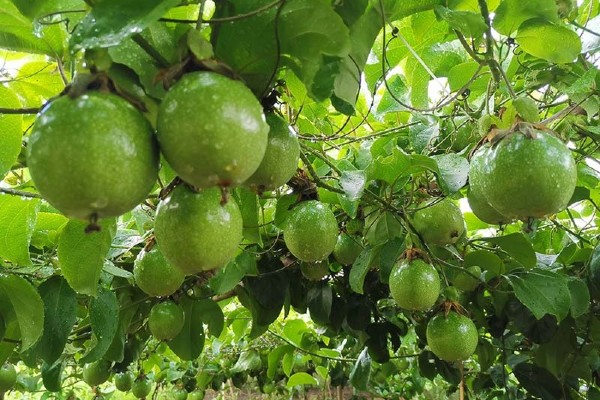 Để cho ra giống chanh leo ngọt phù hợp với điều kiện tự nhiên, anh Phúc tự tìm tòi, nghiên cứu suốt thời gian dài.