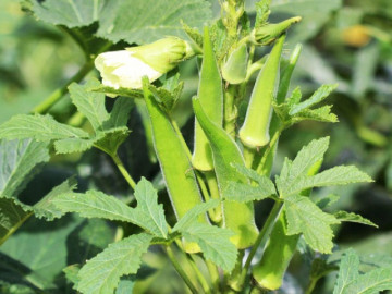 Loại rau nhiều người cố ăn để tốt cho xương khớp, bác sĩ tiết lộ chăm dùng quá coi chừng sỏi thận