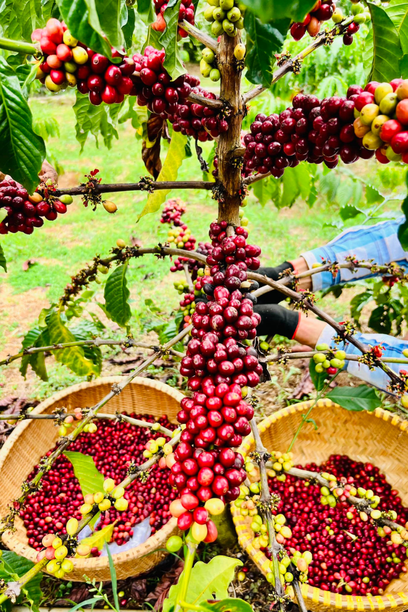 Ngoài chụp ảnh, bạn còn có thể quan sát hoạt động thu hái cafe của người nông dân nơi đây.
