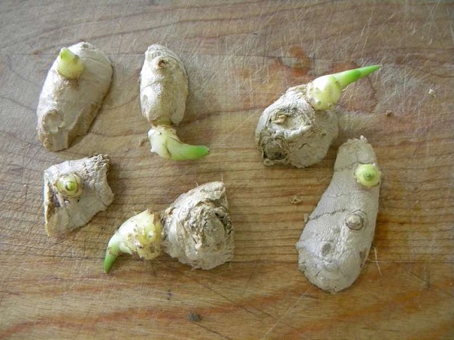 Cách trồng gừng bằng chậu tại nhà đơn giản, nhiều củ ăn quanh năm - 3