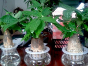 Nhà đẹp - Trồng cây thủy sinh ghi nhớ “6 bước” giúp cây phát triển nhanh chóng, ra hoa nở rực rỡ