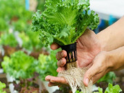 2 cách trồng rau thủy canh tại nhà cực đơn giản nhanh thu hoạch
