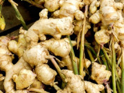 Nhà đẹp - Cách trồng gừng bằng chậu tại nhà đơn giản, nhiều củ ăn quanh năm
