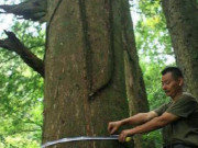 Tin tức - Ngày đêm canh giữ cây cổ thụ suốt 370 năm, người đàn ông ngỡ ngàng khi nó trở thành "kho báu" của cả làng