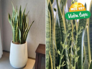 Nhà đẹp - Lưỡi hổ có “3 niềm vui, 2 nỗi sợ”, nếu làm đúng cây phát triển điên cuồng, sớm ra hoa
