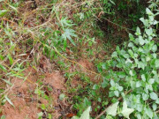 Tin tức - Nghi vấn đặt ra sau khi tìm thấy cháu bé 2 tuổi bị mất tích 3 ngày