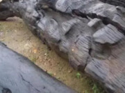 Tin tức - Vô tình đào được cây gỗ quý hiếm được ví như "Đông Phương thần mộc", chuyên gia đến lập tức phong tỏa