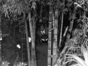 Tin tức - Vào rừng hái măng, người đàn ông ngỡ ngàng với thứ trước mặt và cái kết không thể ngờ sau 34 năm