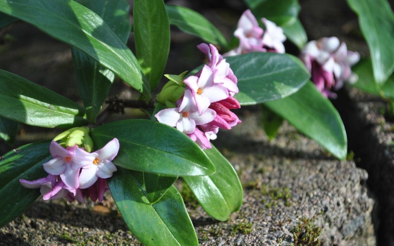 Hoa thụy hương có thể giâm cành vào mùa đông, khi giâm cành nên chọn một số cành khỏe mạnh, dài khoảng 10-20cm. Cắt gốc một góc 45 độ và để lại 2-3 lá trên cùng.
