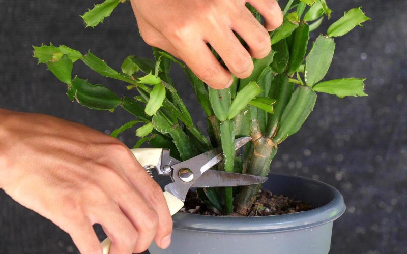 Khi cắt tỉa, đừng vứt cành đi mà hãy dùng nó để nhân giống lan càng cua. Đợi vết cắt khô rồi cắm vào đất, chỉ cần nhiệt độ không dưới 15 độ C thì sau 7 ngày cành sẽ bén rễ, sang năm cho hoa.
