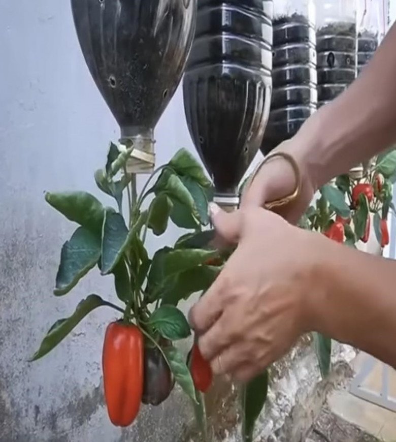 Cách trồng ớt treo ngược ở ban công, vừa đẹp vừa tiết kiệm diện tích lại sai trĩu quả hơn nhiều - 13