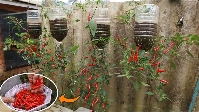 Cách trồng ớt treo ngược ở ban công, vừa đẹp vừa tiết kiệm diện tích lại sai trĩu quả hơn nhiều - 3