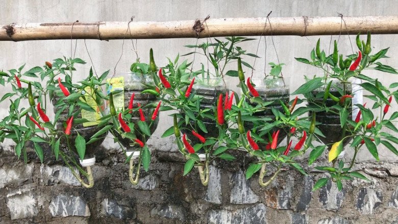 Cách trồng ớt treo ngược ở ban công, vừa đẹp vừa tiết kiệm diện tích lại sai trĩu quả hơn nhiều - 4