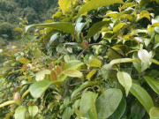 Lifestyle - Loại lá xưa mọc dại ở ven bờ ruộng, giờ thành đặc sản được người thành phố ưa thích vì vị lạ, 200.000 đồng/kg