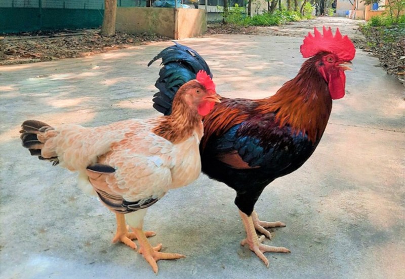 Để có món gà luộc ngon thì nên chọn gà ta, được nuôi thả tự nhiên. Gà nuôi chăn thả tự nhiên thường có kích thước không đồng đều và chỉ dao động từ 1kg3 đến 1kg7 đối với gà mái, 2kg đối với gà trống.
