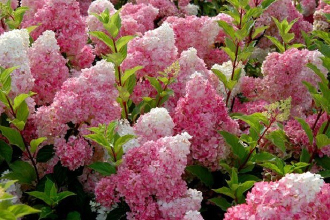 Loài hoa “thịnh vượng” này nhìn như que kem khổng lồ, trồng trong vườn vừa thơ mộng vừa sang trọng - 3