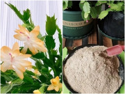 Nhà đẹp - Sau 10 năm trồng hoa, tôi mới biết rắc thứ này vào chậu cả năm không bón phân cây vẫn xanh tốt, hoa nở rộ