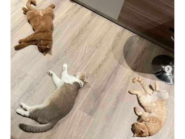 Nữ ca sĩ chia sẻ những khoảnh khắc đáng yêu của dàn boss nhỏ này trên trang cá nhân của mình.