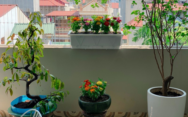 Hoa trồng ở ban công cũng mang gam màu vàng, đỏ, cam, khá giống màu chủ đạo trong nhà, mang lại sự đồng nhất và không khí ấm áp, tươi mới.
