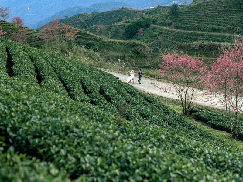 Mùa hoa mai anh đào chỉ kéo dài vài tuần nên vào mùa hoa nở rất nhiều người thích chụp ảnh đã về đây để ghi lại những khoảnh khắc đẹp của loài hoa này.
