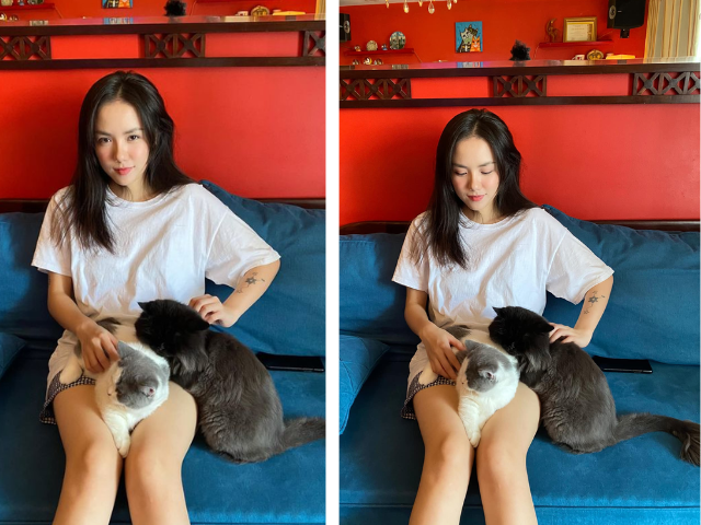 Các chú mèo của Phương Ly có vẻ béo phì đến mức có khán giả khi nhìn nhầm thành chó Bull. Ngoài ra, cô còn lập trang cá nhân riêng cho hội mèo nhà mình, thể hiện tình yêu và quan tâm đặc biệt đối với thế giới thú cưng của mình.