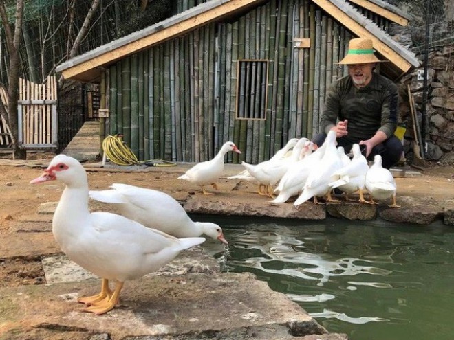 Triệu Văn Tuyên giờ về quê chăn vịt.