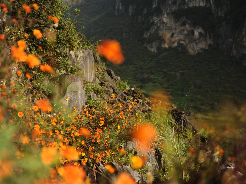 Những ngày cuối năm tại vùng đất cao nguyên đá Hà Giang lại như bừng lên sức sống bởi màu sắc rực rỡ của loài hoa cúc cam.
