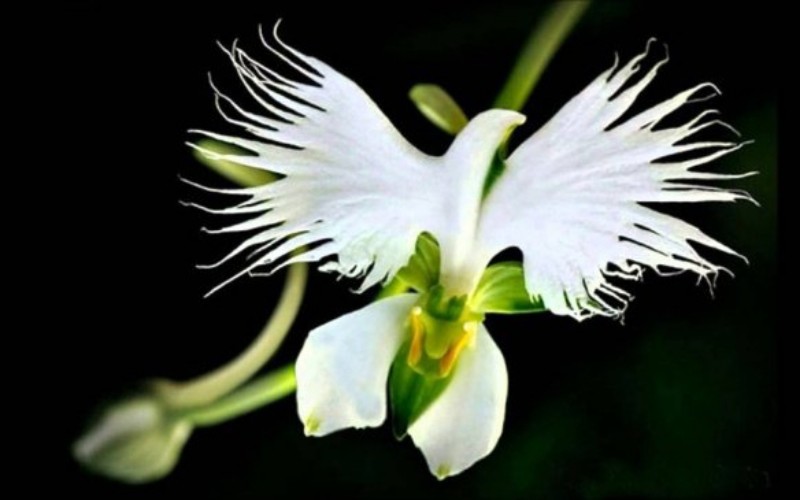 1. Lan cò trắng

Tên khoa học của loài hoa này là Habenaria radiata, là loài hoa đặc hữu của Nga, Hàn Quốc, Nhật Bản và Trung Quốc. Có hình dáng giống một con chim với đôi cánh tua rua và chiếc cổ dài cong, trông giống như một con cò trắng đang sải cánh.
