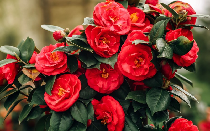 10. Middlemist's Red (Camellia japonica)

Đây là một giống hoa trà quý hiếm và cũng là loài hoa hiếm nhất thế giới bởi hiện tại nó chỉ xuất hiện ở 2 địa điểm là một nhà kính tại Anh và một khu vườn thuộc New Zealand.   
