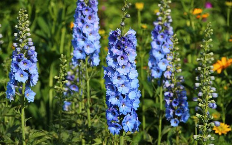 11. Hoa chi thúy tước

Loài hoa này hay còn gọi là hoa phi yến Delphinium, mang sắc xanh lam cổ điển, toát lên nét đẹp tinh tế, độc đáo và sang trọng. Hoa có sức sống vô cùng bền bỉ và mãnh liệt. 

