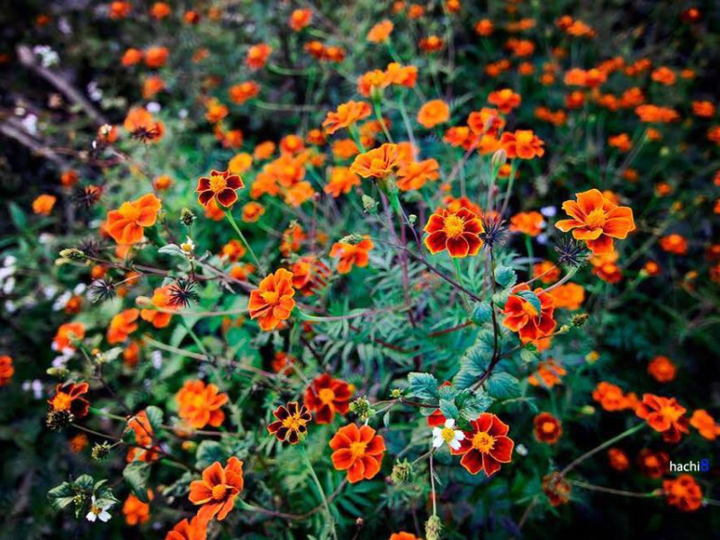 Hoa cúc có rất nhiều loại khác nhau nhưng riêng loài hoa cúc cam dại đã trở thành một biểu tượng đẹp của Hà Giang.
