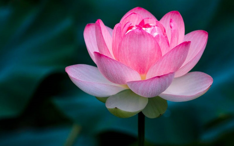 2. Hoa sen

Rất ít loài hoa biểu tượng tôn giáo, nhưng hoa sen là một trong số đó. Sen hồng tượng trưng cho loài hoa tối cao, biểu tượng của Đức Phật. Đây cũng là quốc hoa của Việt Nam. Ngoài màu hồng, hoa sen còn có nhiều màu khác như trắng, xanh.
