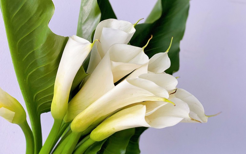 4. Hoa rum

Loài hoa này còn có tên gọi khác là Calla Lily, hoa Zum, hoa thủy vũ,… và có nguồn gốc từ Nam Phi. Hoa có nhiều màu sắc khác nhau nhưng phổ biến nhất là màu trắng. Mỗi bông hoa chỉ có một cánh đơn lẻ, xoắn ốc một cách trang nhã xung quanh nhụy hoa.
