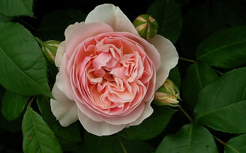 5. Hoa hồng Juliet

Mang trên mình màu vàng hoặc vàng cam với những cánh kép, hoa hồng Juliet được xếp vào một trong những loài hoa đẹp nhất thế giới. Hương thơm của hoa cũng rất đặc trưng, thơm mùi trà xanh. Đặc biệt, cây ra hoa quanh năm và rất lâu tàn.
