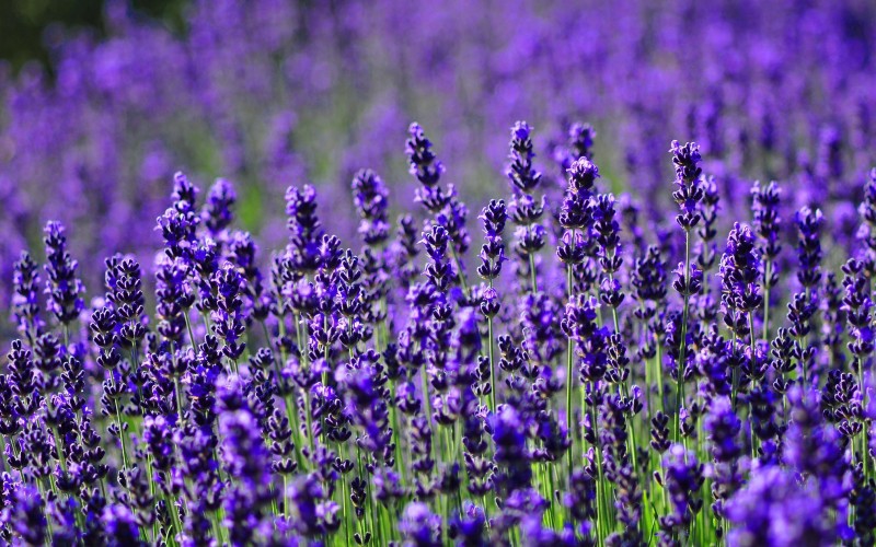 6. Hoa oải hương

Những bông hoa oải hương tuy nhỏ bé nhưng có mùi thơm tuyệt vời. Khi bạn nhìn thấy hàng triệu bông hoa màu tím này trên một cánh đồng thì đó là một hiệu ứng tuyệt vời khiến người nhìn mãn nhãn, thích thú.
