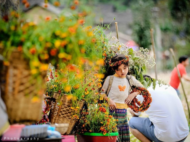 Những vạt hoa cam cúc nở rộ, lung linh dưới ánh nắng mặt trời ánh lên nụ cười tươi tắn của những cô gái H’Mông trong ngày mùa rộn rã đang chào đón những vị khách ở nơi phương xa ghé thăm mảnh đất cao nguyên. 
