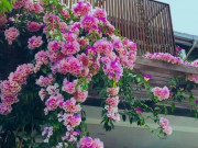 Nhà đẹp - Loài hoa này vươn dài 4m trong 1 năm, nở cả 1000 bông hoa, ít sâu bệnh và có thể ăn được